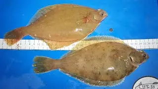 HOW TO CATCH more flat fish - sea fishing uk top tips