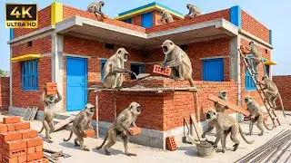 Monkeys Construction Team Built a Strong Cement House in Jungle