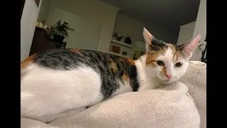 Sweet Shy Paris