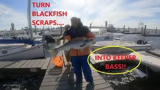 Stripers off the Dock! (How to Turn Blackfish Scraps into Keeper Bass)