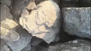 HI-GRADE Coal 6000+ GCV collirey Loading ready to move all India Supply Call 7061188780