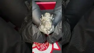 TraxNYC Silver Lion King Diamond Ring #66462 #shorts