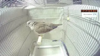 ペット向け動画 インコのお友達 ジュズカケバト 編（お留守番用動画）