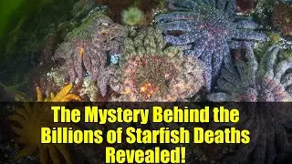 The Mystery Behind the Billions of Starfish Deaths Revealed!