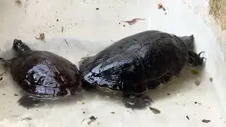 Tortuga con agua fresca ,Domingo víspera de reyes con mis animales #gallina #pavo #gallina  🐓 🦆 