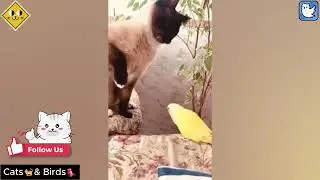 Cats vs Birds🐱🐦| Funniest Interactions That Will Make You Laugh! Feathers & Fur: Friendships 😹🐦!