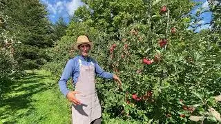 How Much Fruit to Expect from a Semi Dwarf Tree