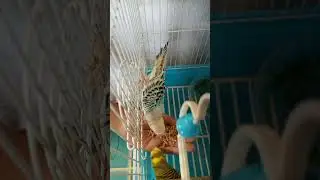 BUDGIE'S HAND FEEDING | BUDGIE BIRD HAND FEEDING | Khyvins
