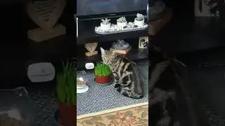 Christiann loves her kitty grass!