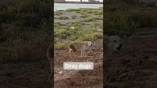 Stray dogs middle east