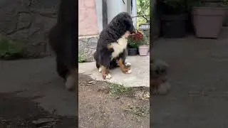 Bernese Mountain Dog Puppy Walking with Mom 🐶❤️ Beautiful Family Moment