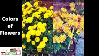 #Chrysanthemum Colors of Flowers #Shorts view at Asim Garden