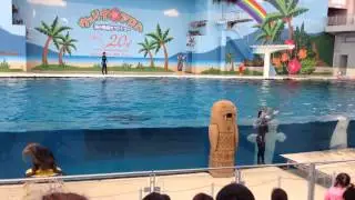 Swimming with white dolphin show @ Sea Paradise / Tokyo Jap