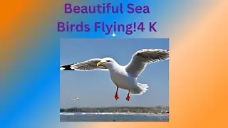 Unbelievable Sea Bird Sighting - Watch NOW to See What Happened!#new#funny#birds#youtube #subscribe