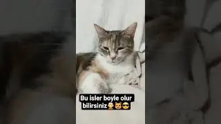bu işler b&ouml;yle y&uuml;r&uuml;yor bilirsiniz #shotrs #cat #fyyppppp