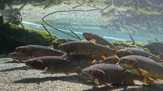 0 DEGREE CATCH & COOK (Ice Fishing For Big Trout)