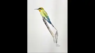 Blue-tailed Bee-eater Drawing | The Art of Anil