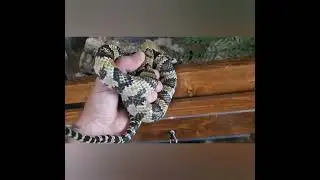 Torvi. False Water Cobra. Aug 2025. 