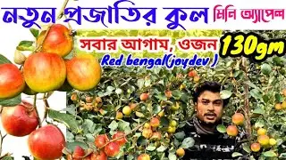 সবার থেকে আগাম নতুন কুলের জাত- Red Bengal(Joydev) | Kuler ওজন,রং,ধরন,স্বাদ সব থেকে বেশি|Kuler chara