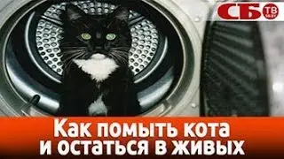 Как помыть кота и остаться в живых &ndash; видео #pro_зверьё