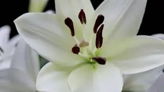 Qualily lelie Litouwen | Bloem timelapse | Cinematic | WestlandFilm - Filmbureau voor de sierteelt