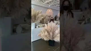 Luxe B Pampas Grass - Local Pickup Sale Edmonton