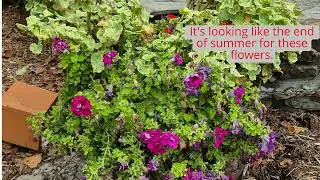 Silver Dollar City Plant Profile