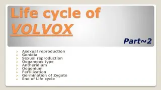 Life cycle of Volvox part 2