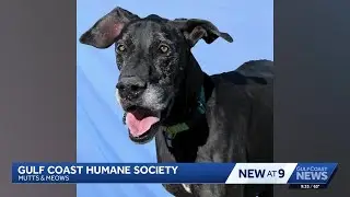 Gentle giant from across the country is looking for his new home on the Gulf Coast