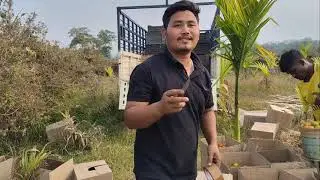Tomato ka Nai Swmwndwi tomato Harvesting Time At My Farm
