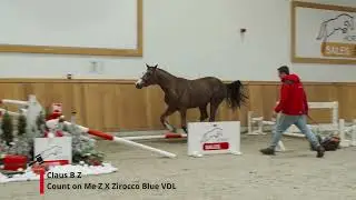 Claus B Z (Count on me Z x Zirocco Blue VDL).