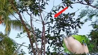 Memikat burung cucak ijo trotol di pagi hari