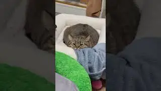 沉睡的森林之王苏醒了#猛兽