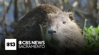 Save a swamp, saut&eacute; a nutria