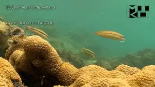 Caribbean Underwater HD Stock Video Footage 3
