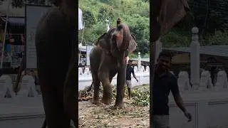 Elephant                                   #music #remix #nature #elephant #ai #aishorts #aiart
