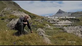 Pastos de puerto y pastoreo de ovino en el alto Pirineo de Navarra.