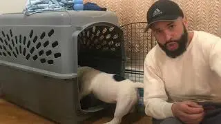 How to Crate train For beginner
