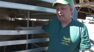 Benny och hans boskapssl&auml;p fr&aring;n Trailerimport