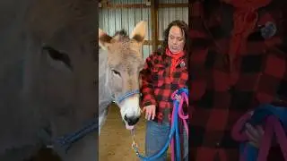 Essential Donkey Training Tips