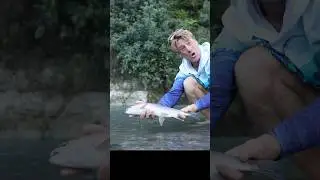 Fighting Rainbows on the Fly in NZ  🌈🎣 #fishing #fishingshorts #funny #comedy #captainquinn