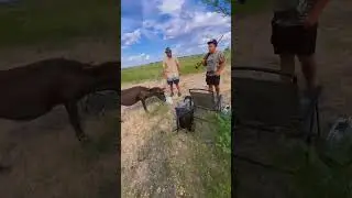 Who invited a donkey to the hunt??? #dove #dovehunting #hunter #hunt #hunting #hunters #bbz  #donkey