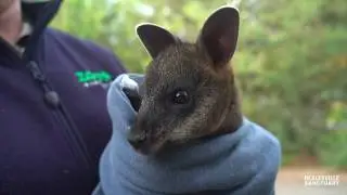 Meet Kit the hand-raised Swamp Wallaby