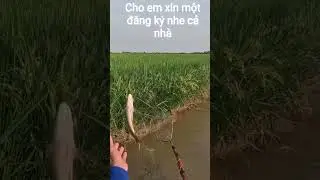 k&iacute;ch c&aacute; miền T&acirc;y