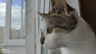Redmi Note 10S CAMERA TEST