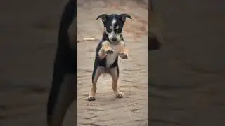 #dog #dance #happy