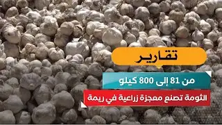 من 81 إلى 800 كيلو… الثومة تصنع معجزة زراعية في ريمة!