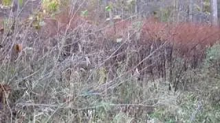 ruttingbuck