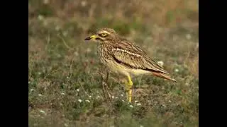 Burhinus oedicnemus