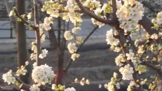 The Fields in Bloom